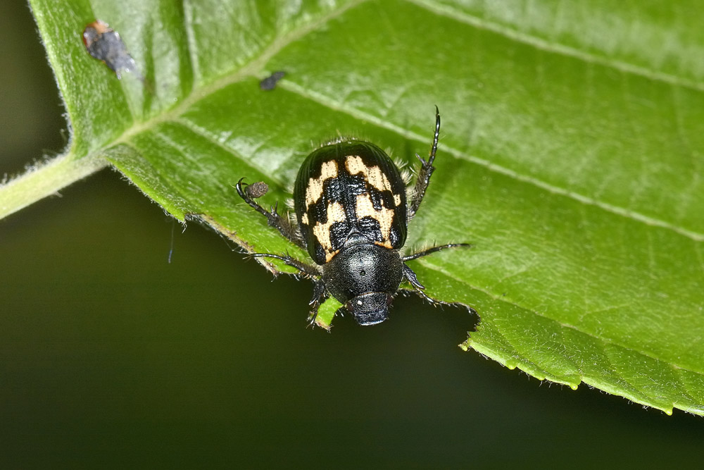 Exomala campestris, Rutelidae